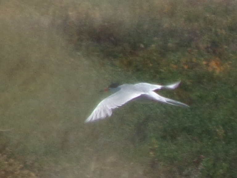 Forster's Tern - ML621355818