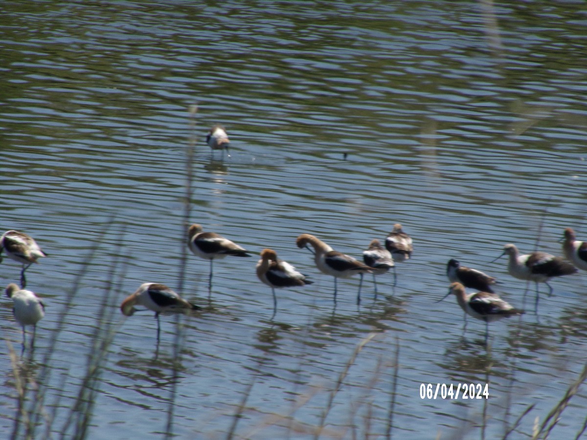 American Avocet - ML621355862