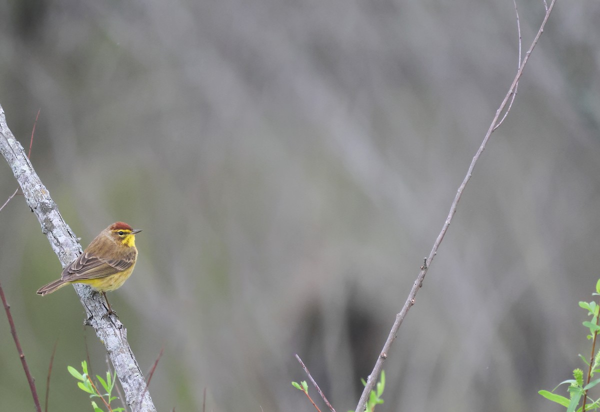 Palm Warbler - ML621355866