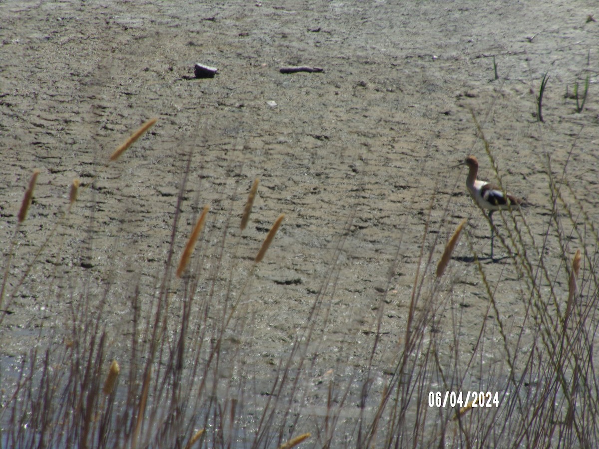 American Avocet - ML621355887