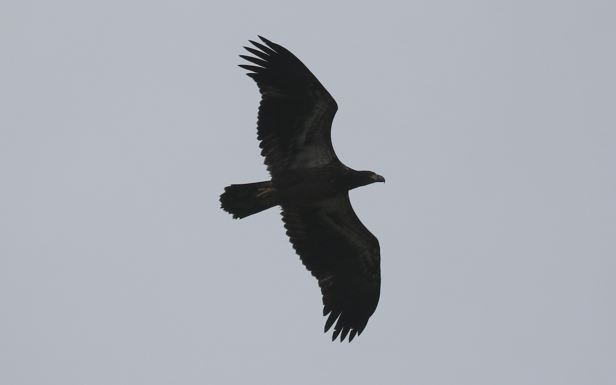 Bald Eagle - ML621355914