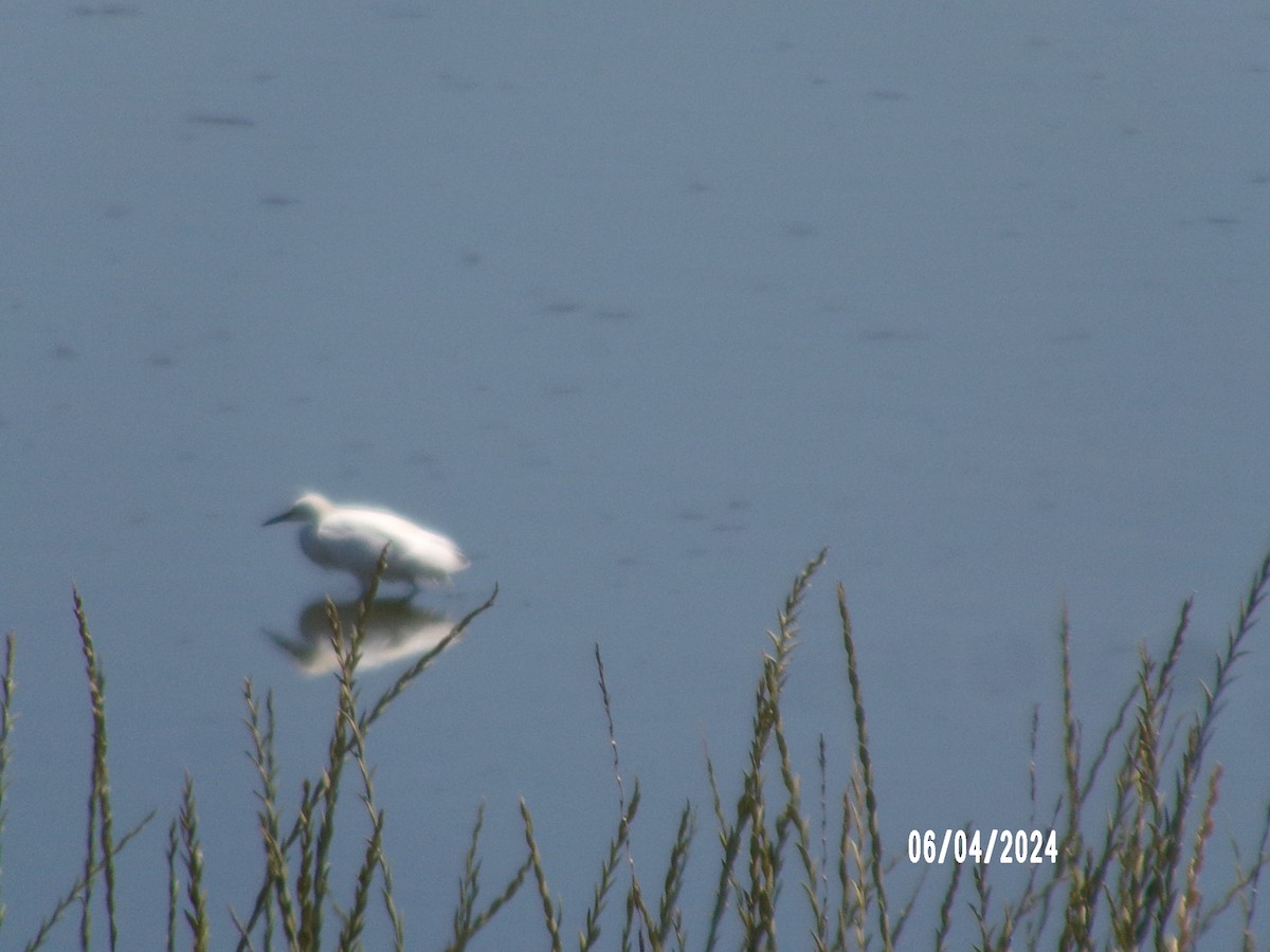 Snowy Egret - ML621355915