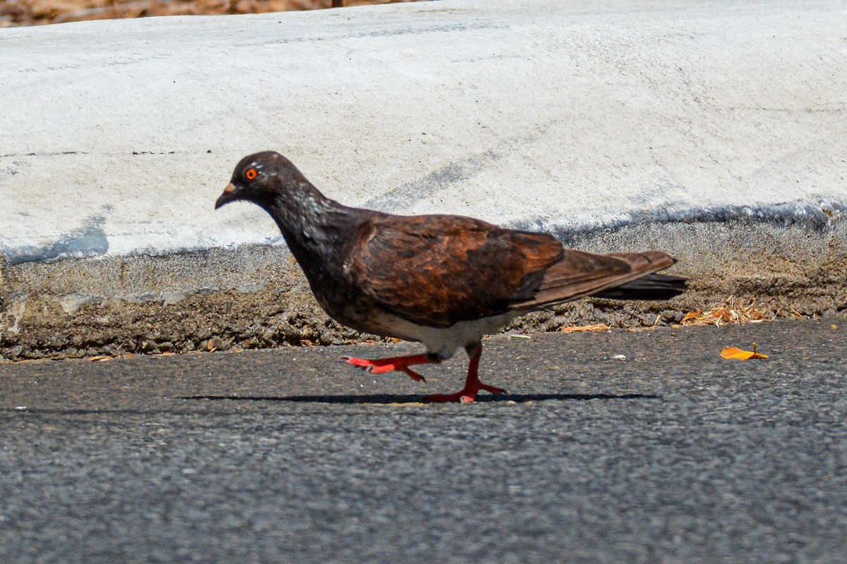 Rock Pigeon (Feral Pigeon) - ML621355917