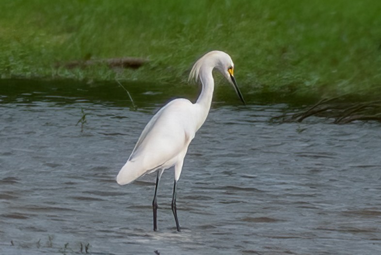 ユキコサギ - ML621355934