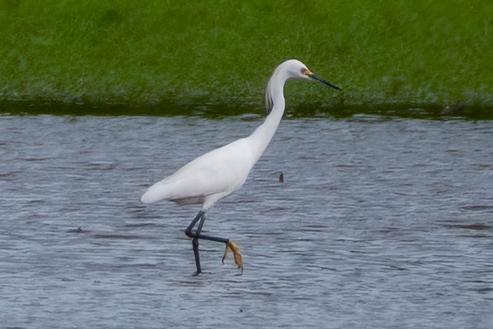 ユキコサギ - ML621355938