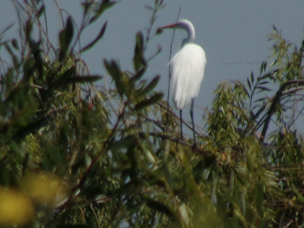 Great Egret - ML621355940