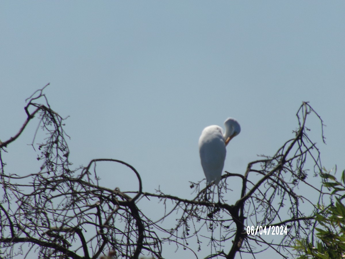 Great Egret - ML621355943