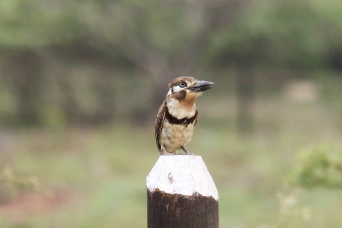 Russet-throated Puffbird - ML621355944