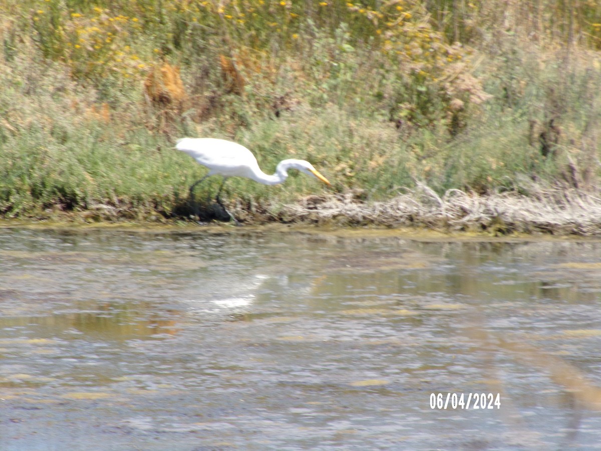 Great Egret - ML621355964