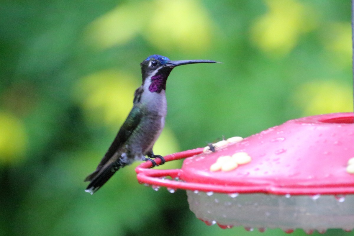 Colibrí Piquilargo - ML621355972