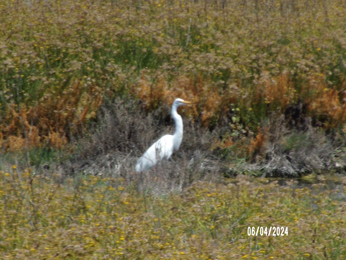 Great Egret - Lewis Munk