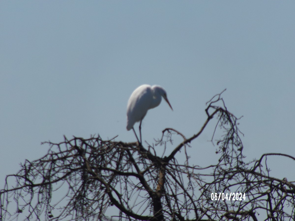 Great Egret - ML621355997