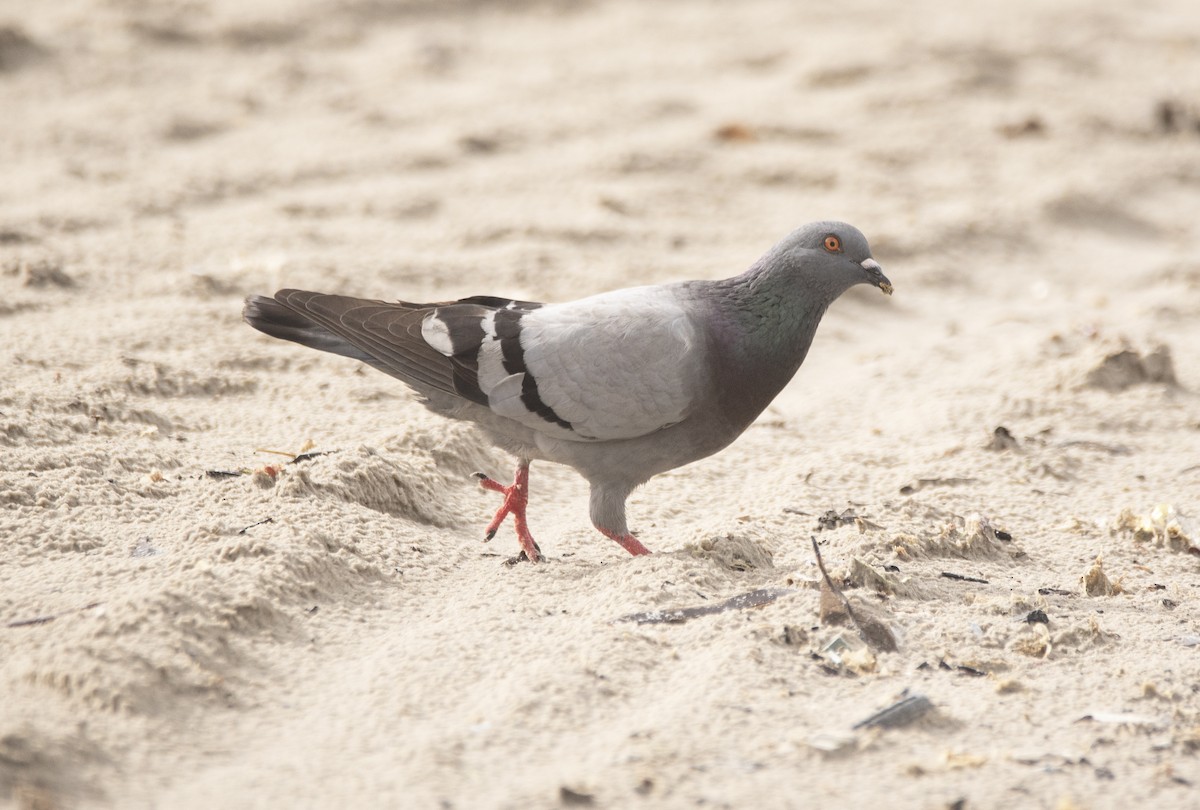 Rock Pigeon (Feral Pigeon) - ML621356051