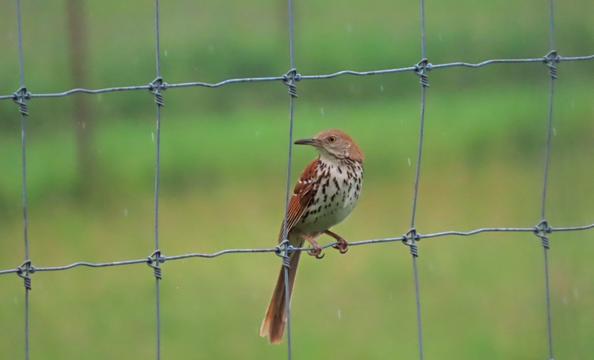 Brown Thrasher - ML621356055