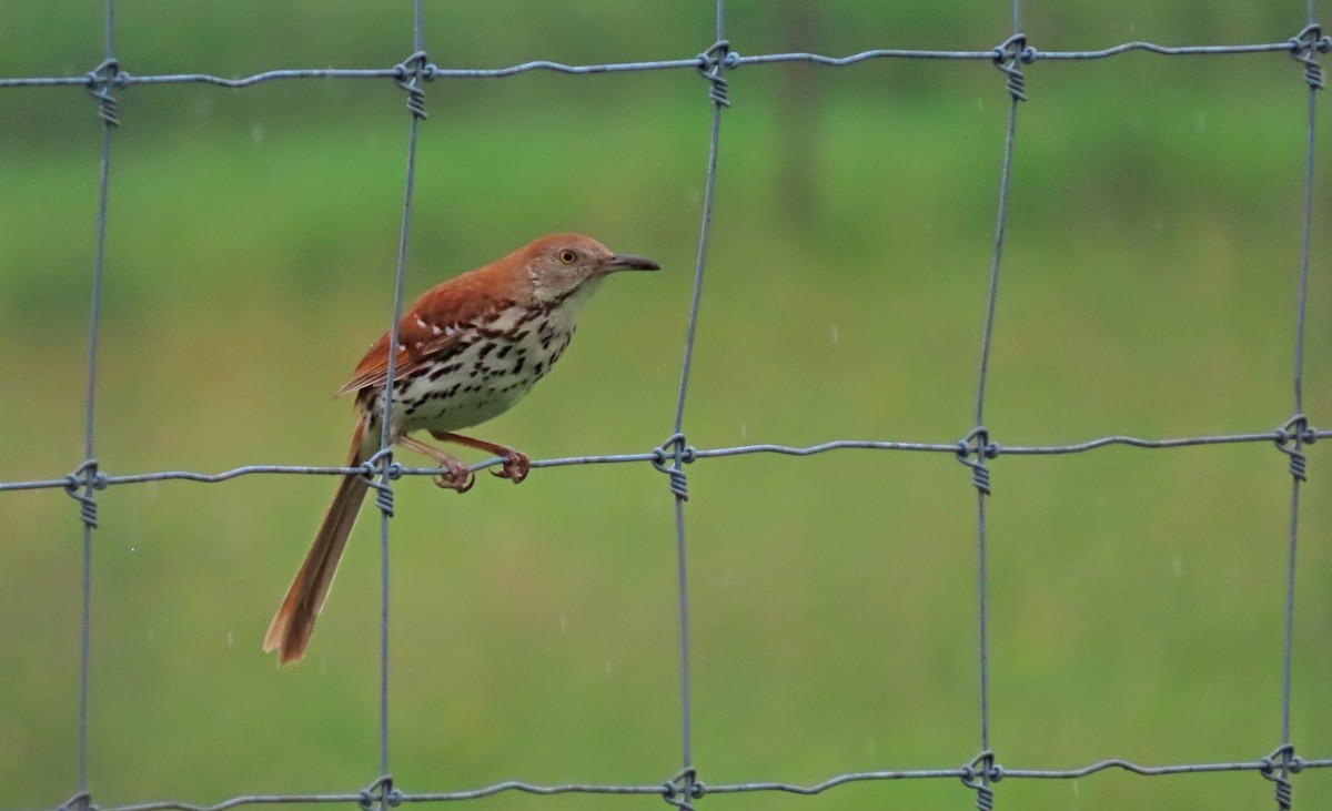 Brown Thrasher - ML621356056