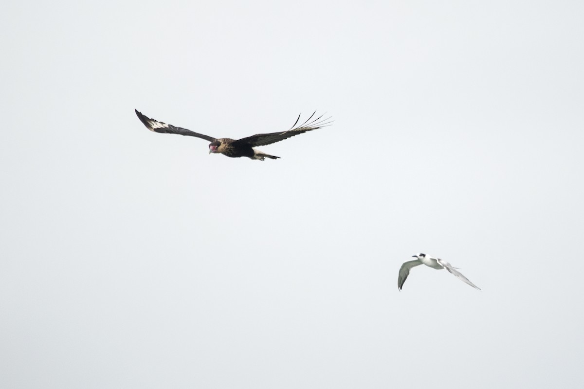 Common Tern - ML621356067