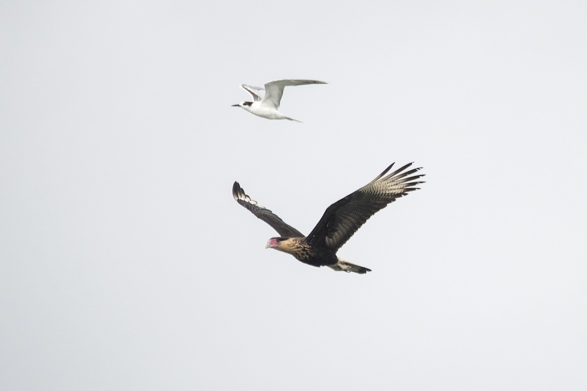 Crested Caracara - ML621356095