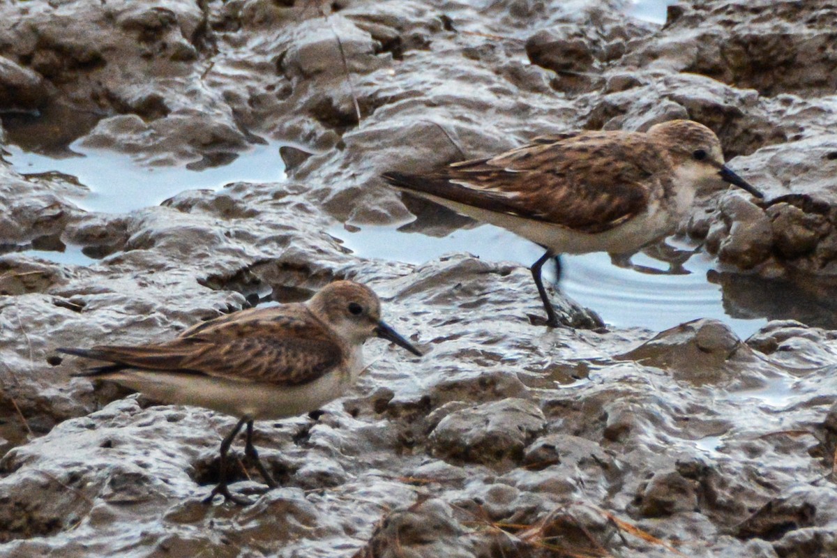 Red-necked Stint - ML621356114