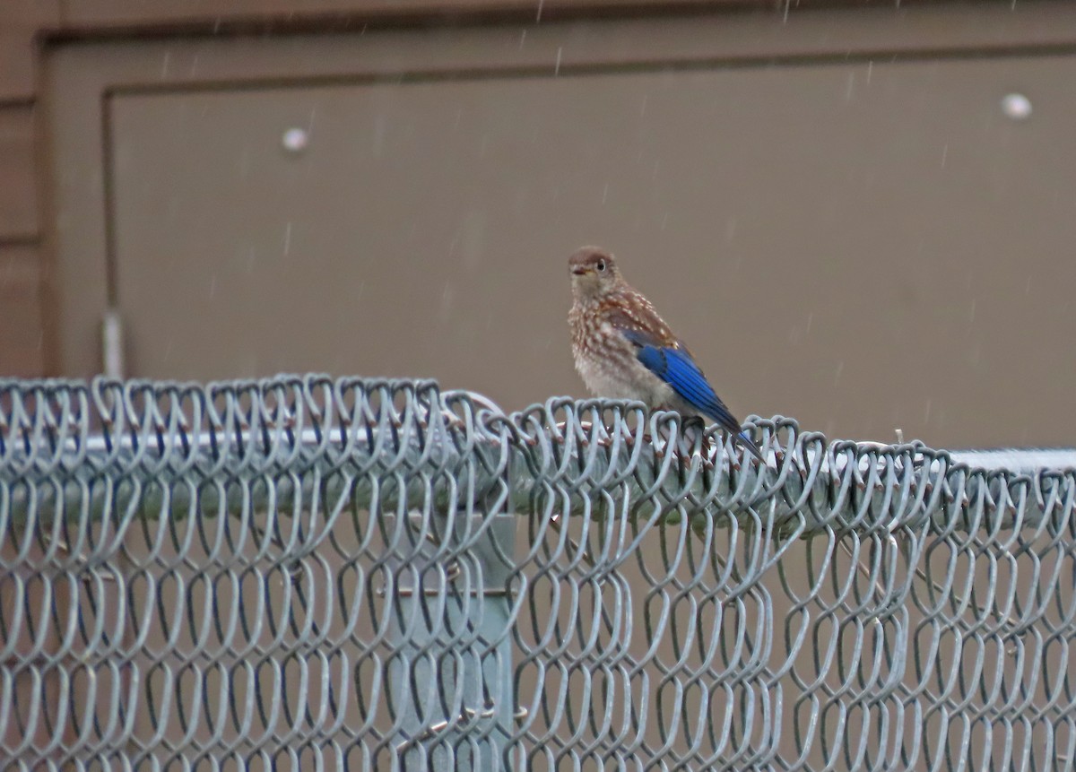 Eastern Bluebird - ML621356115