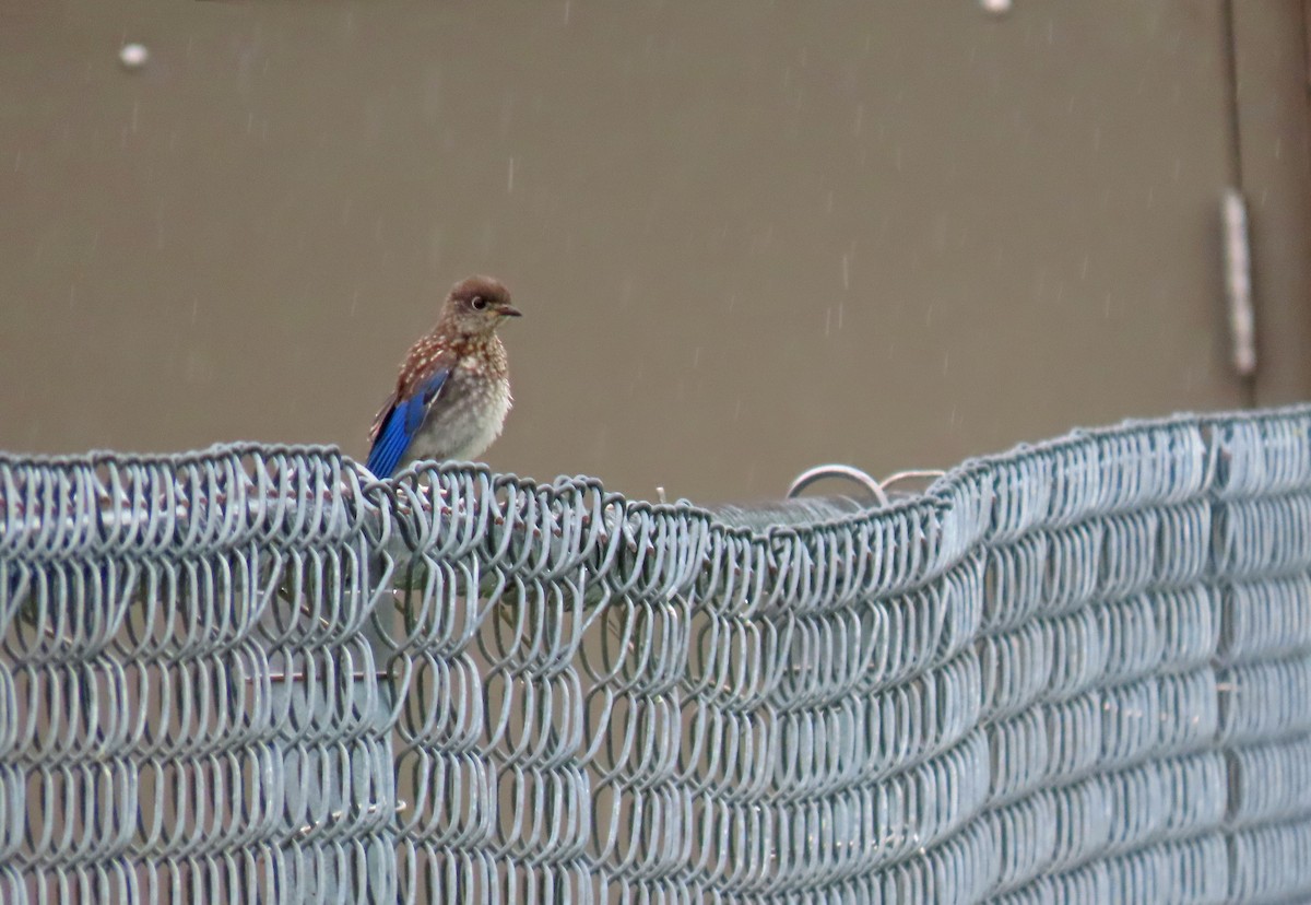 Eastern Bluebird - ML621356116