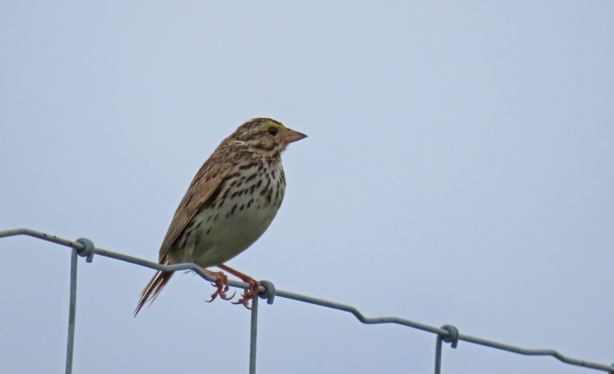 Savannah Sparrow - ML621356146