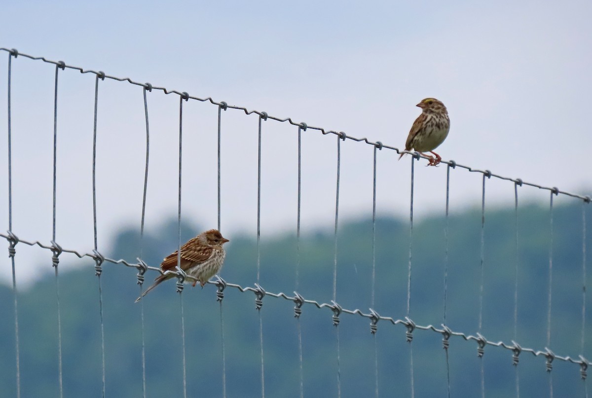 Savannah Sparrow - ML621356147