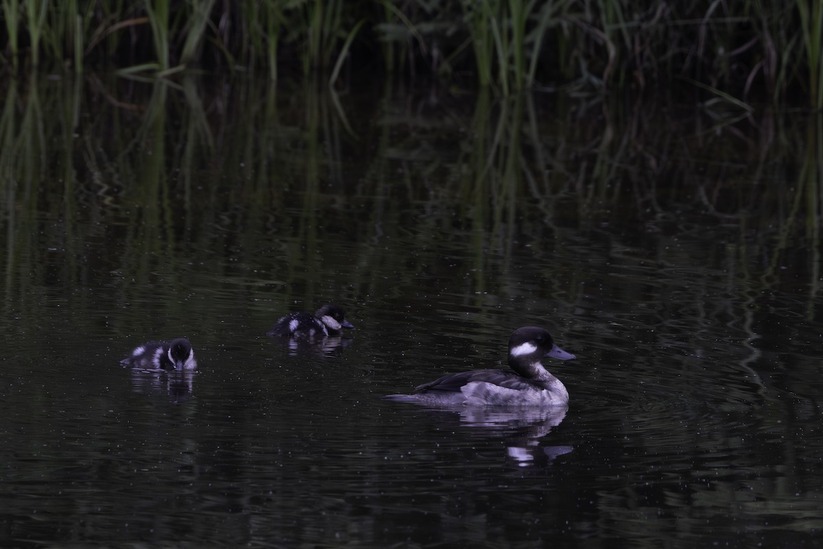 ヒメハジロ - ML621356178