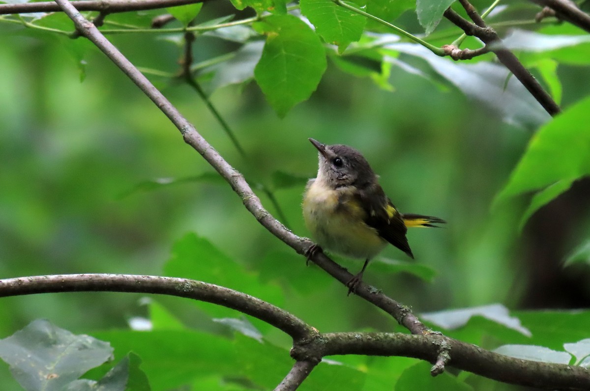 American Redstart - ML621356198