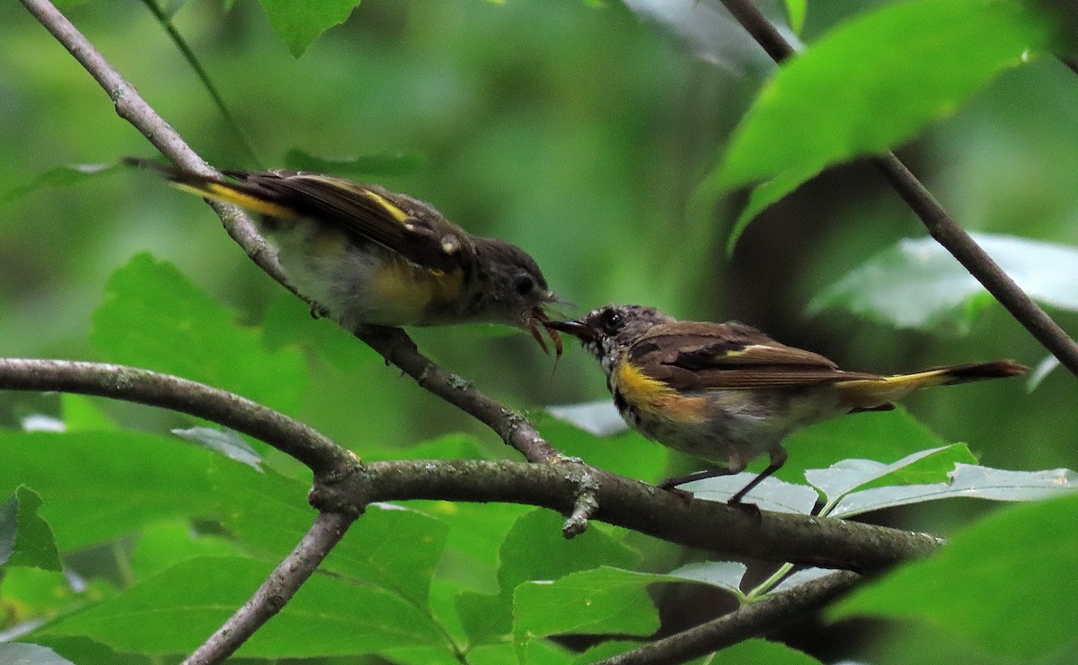 American Redstart - ML621356199