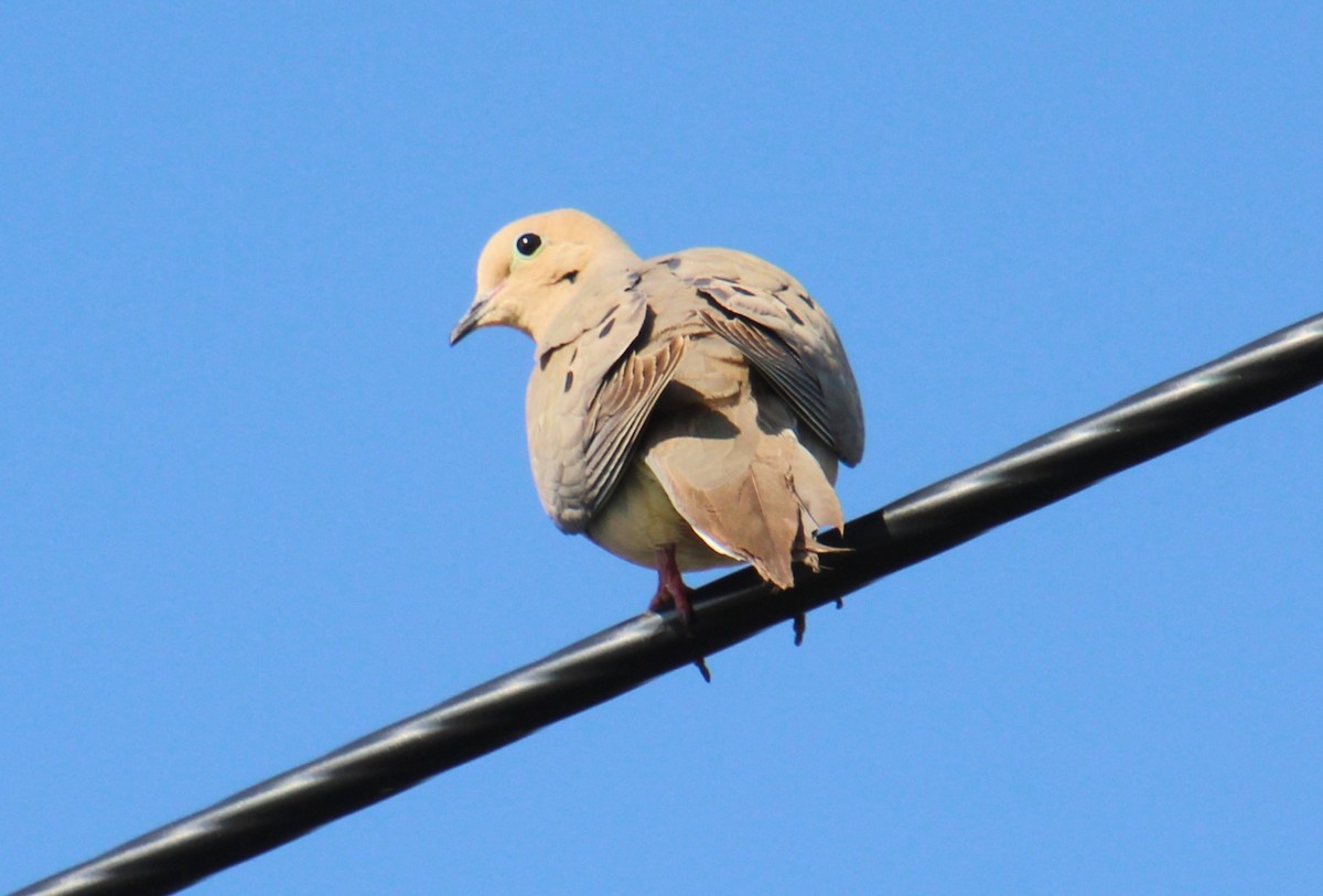 Mourning Dove - Elaine Cassidy