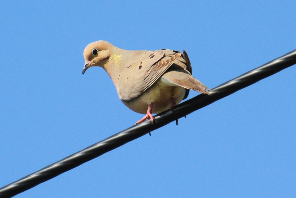 Mourning Dove - Elaine Cassidy