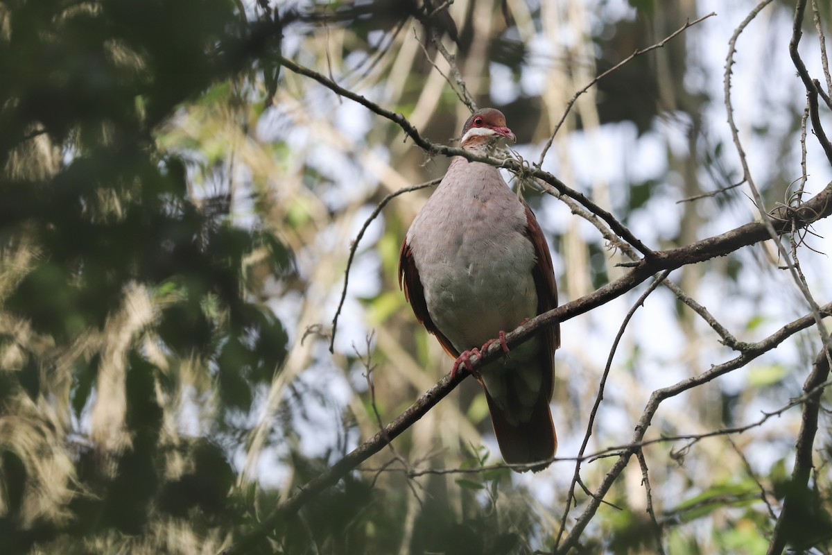 Key West Quail-Dove - ML621356299