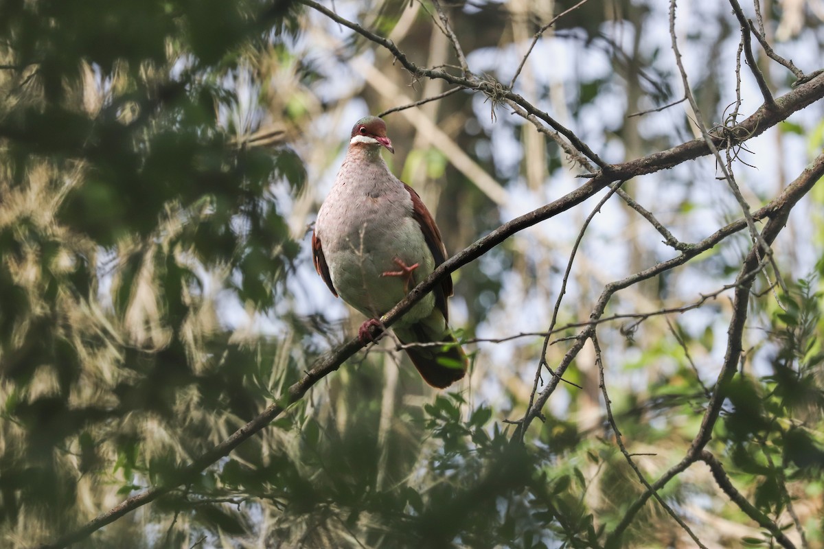 Key West Quail-Dove - ML621356300