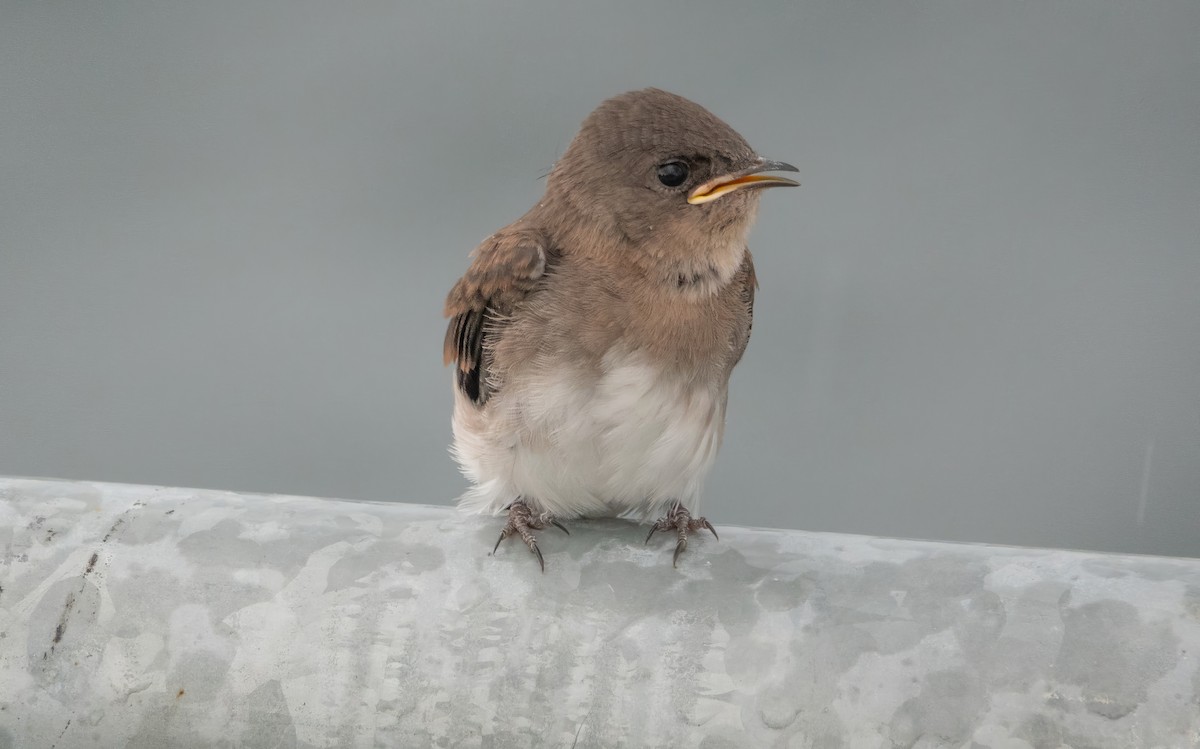 Northern Rough-winged Swallow - ML621356367