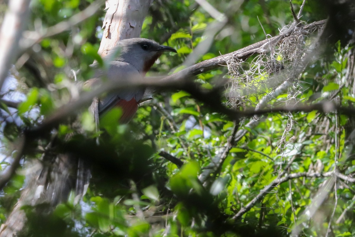 Bay-breasted Cuckoo - ML621356445