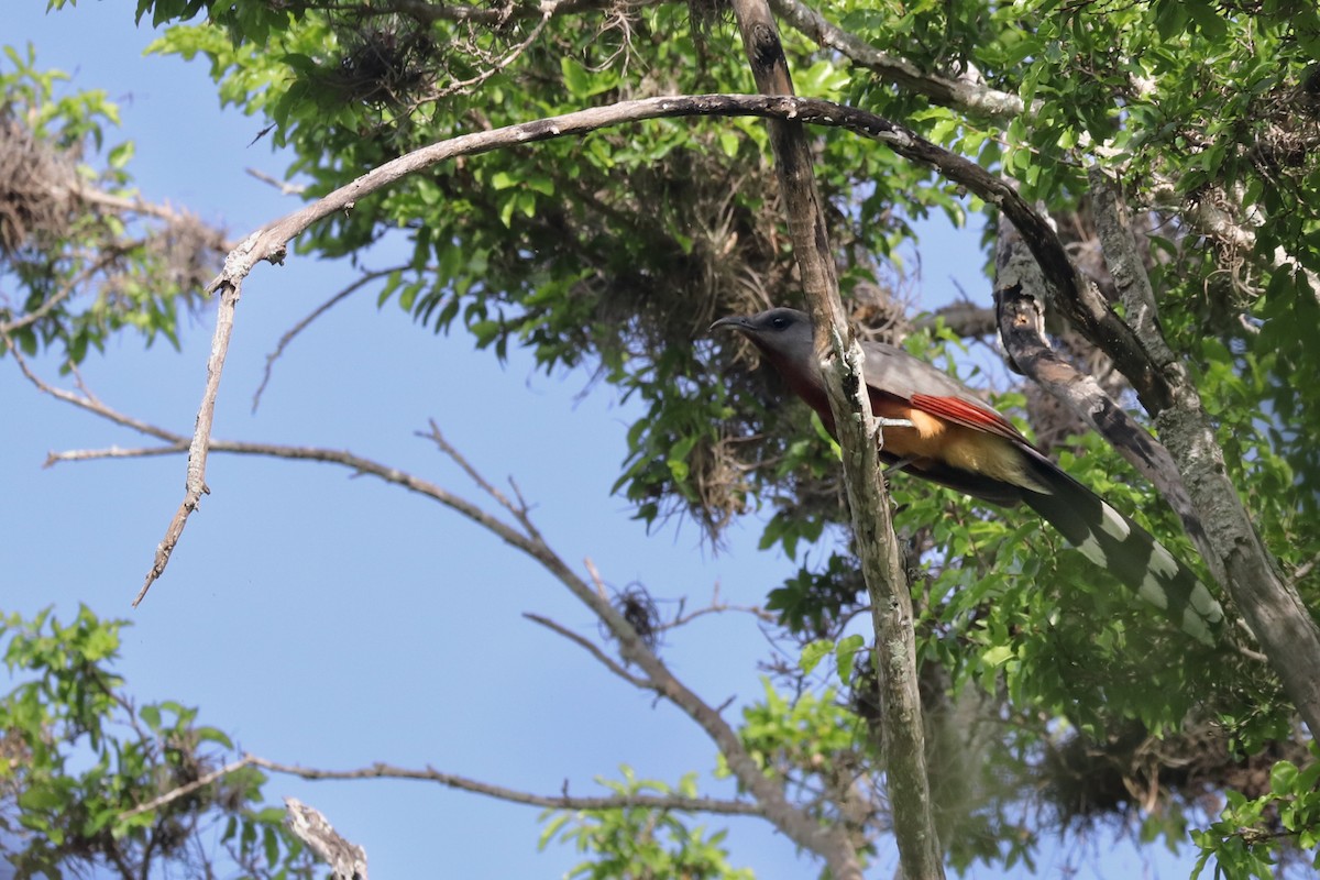 Bay-breasted Cuckoo - ML621356446