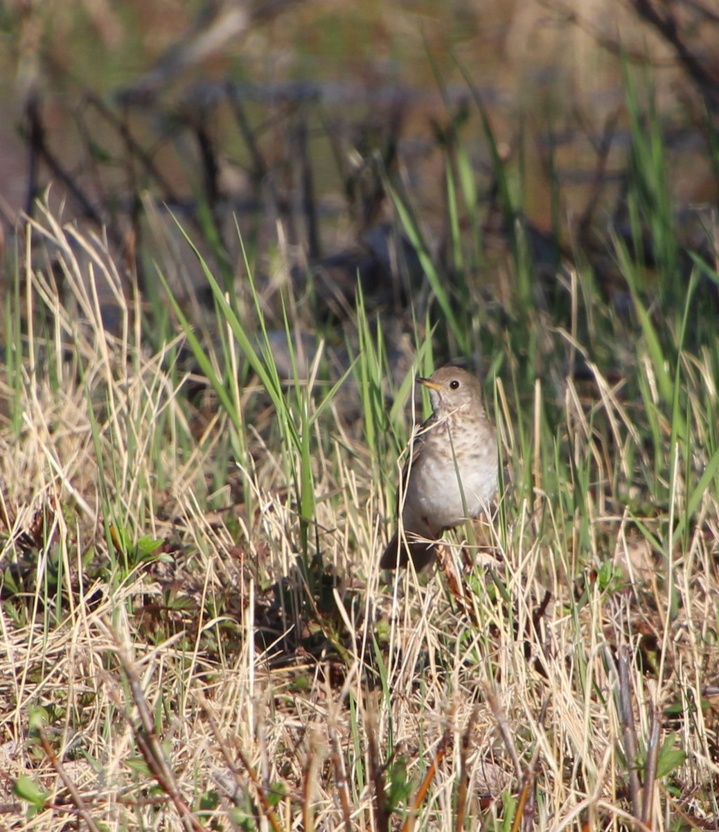 Gray-cheeked Thrush - Stephen Price