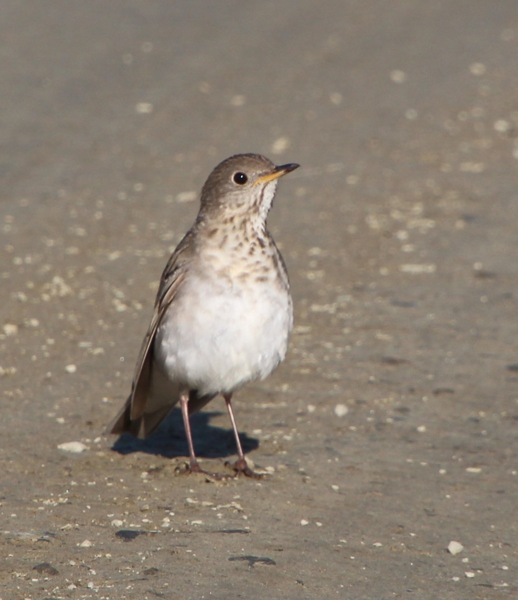 Gray-cheeked Thrush - ML621356523