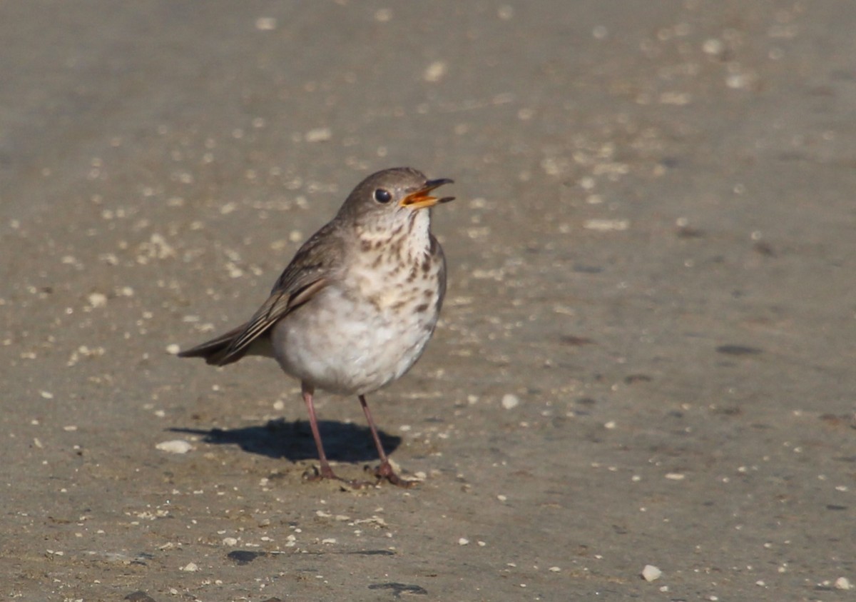 Gray-cheeked Thrush - ML621356524