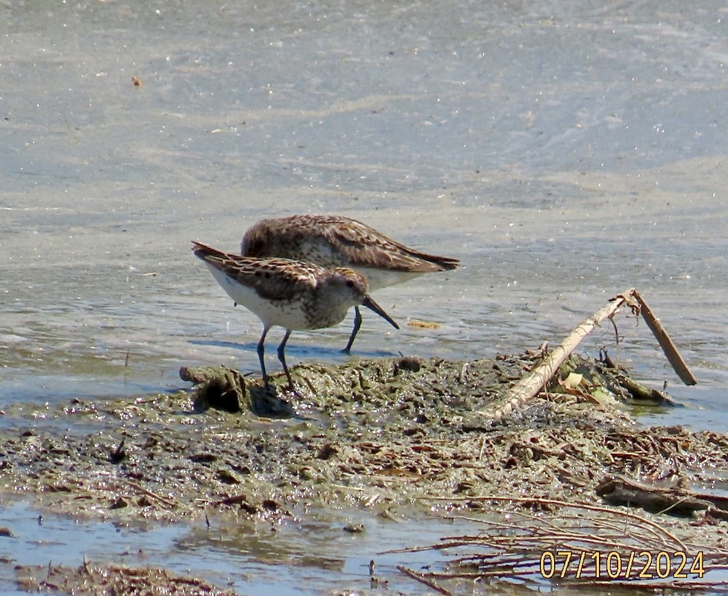 Western Sandpiper - ML621356553