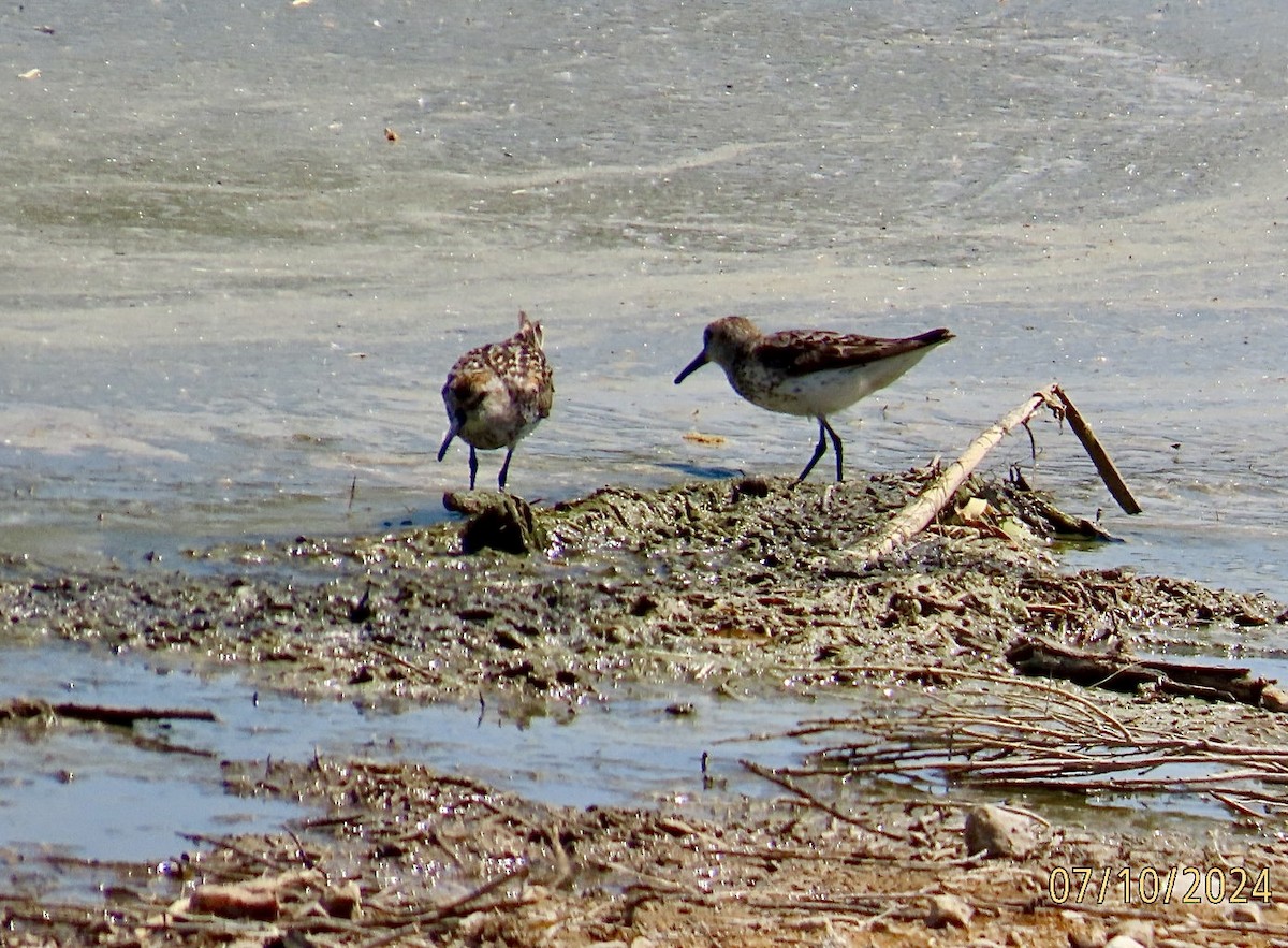 Western Sandpiper - ML621356554