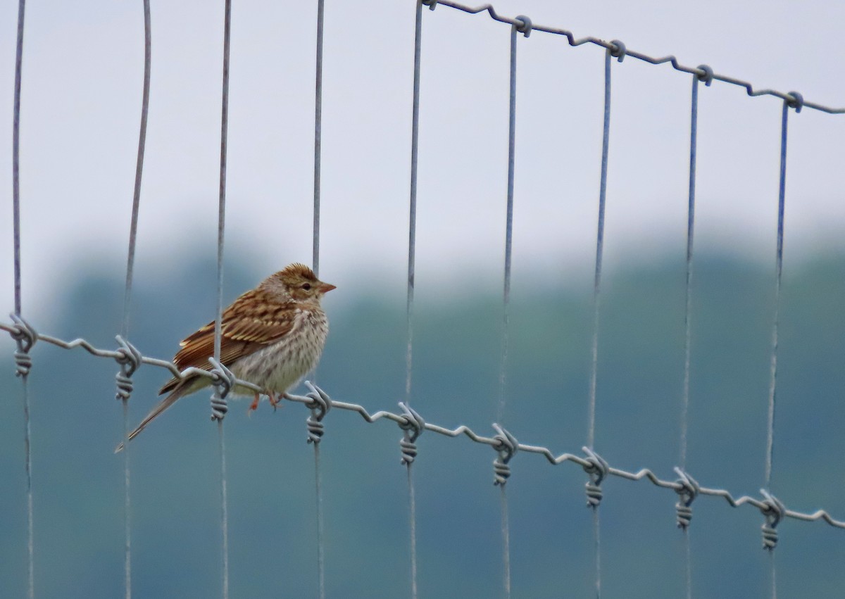 Savannah Sparrow - ML621356615