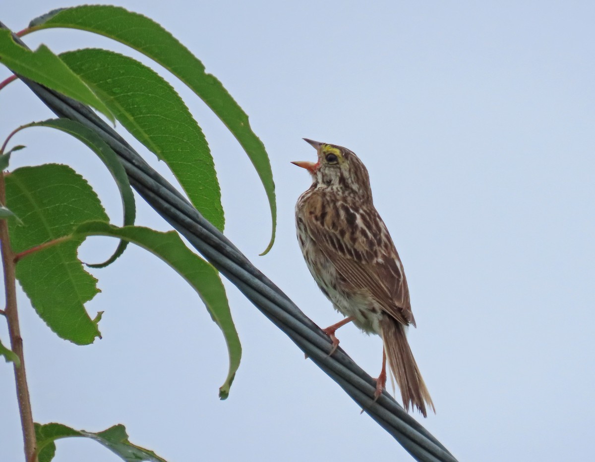 Savannah Sparrow - ML621356627