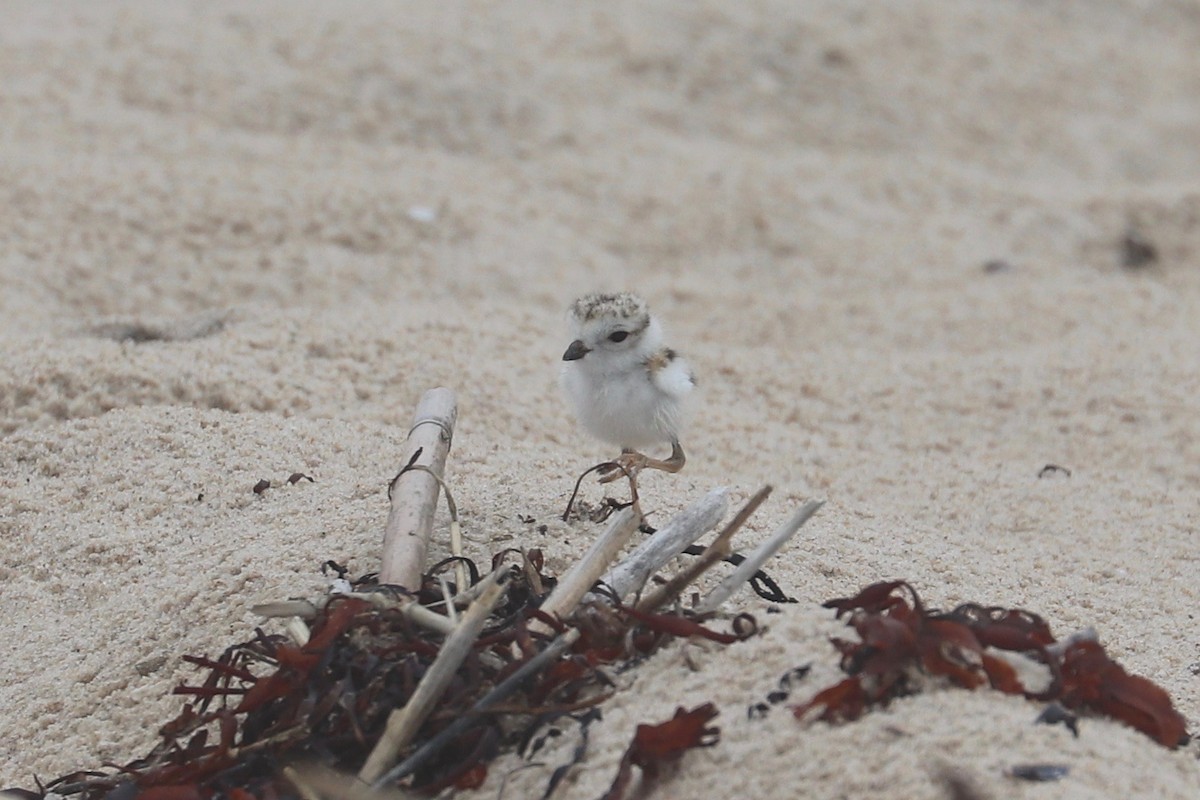 Piping Plover - ML621356655