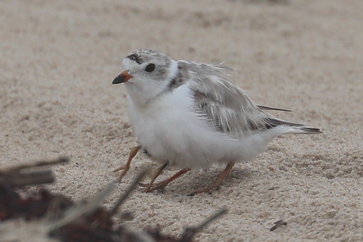 Piping Plover - ML621356656