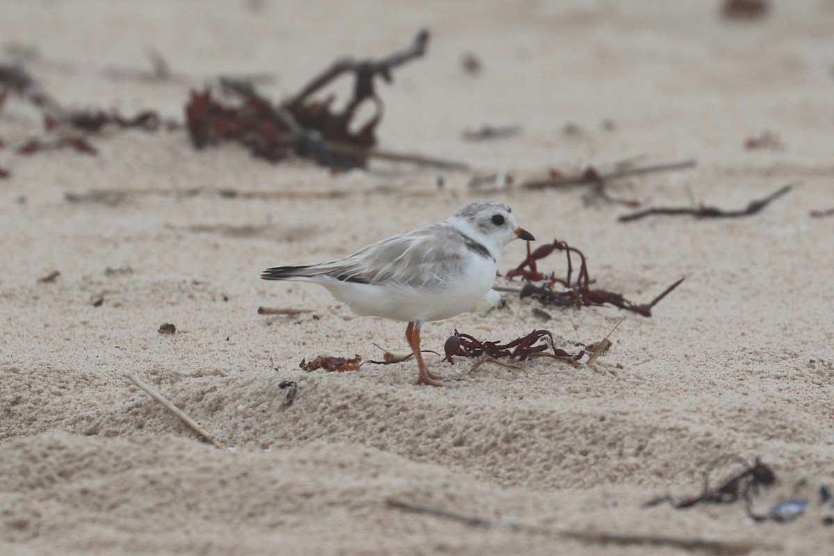 Piping Plover - ML621356659