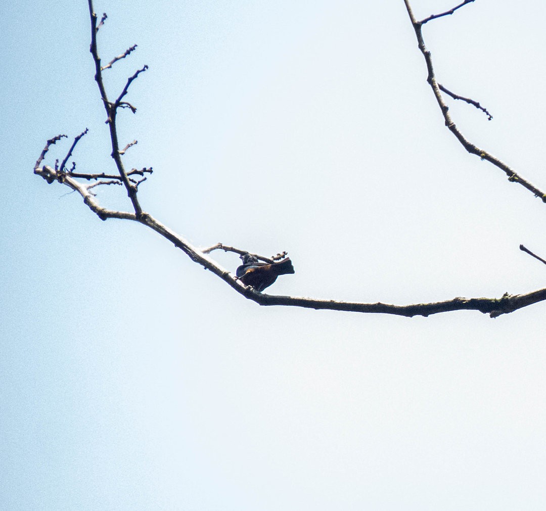 Opal-rumped Tanager - ML621356662