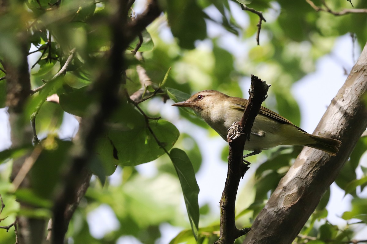 Black-whiskered Vireo - ML621356682