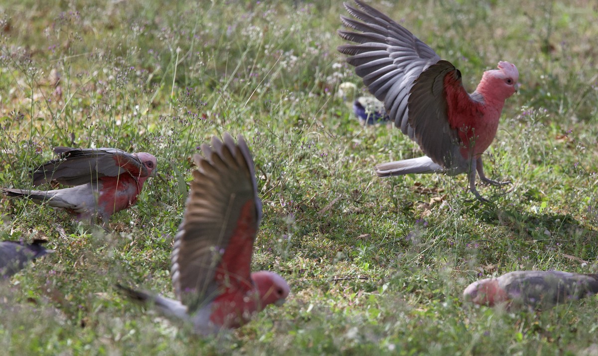 Cacatúa Galah - ML621356763