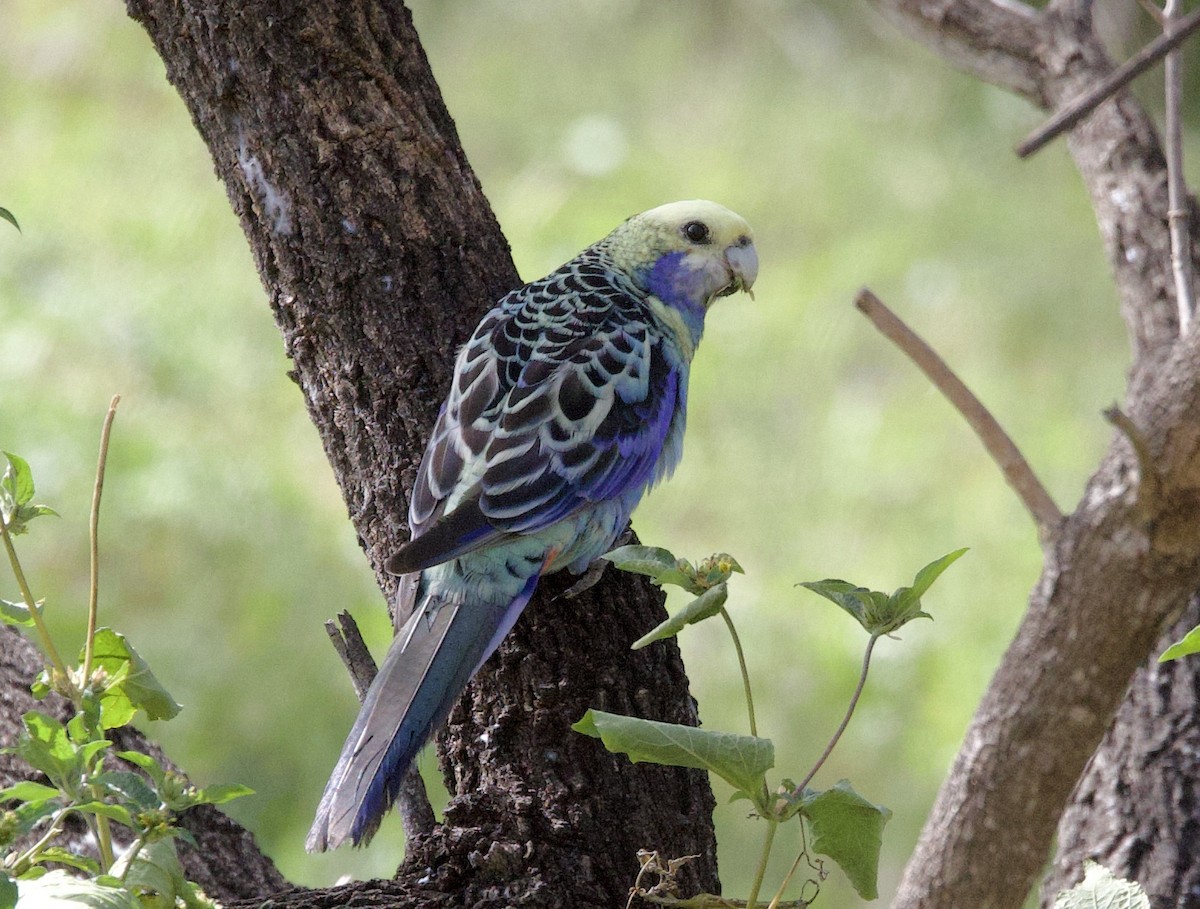 Perico Pálido - ML621356876